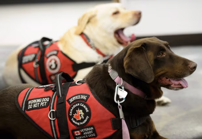 veterans-dogs-20180313 copia